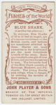 Blue shark (Carcharias glaucus).