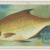 Bream (Abramis brama).