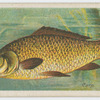 Carp (Cyprinus carpio).