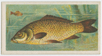 Carp (Cyprinus carpio).