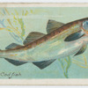 Cod-fish (Gadus morrhua).