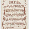 Cod-fish (Gadus morrhua).