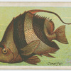 Coral fish (Heniochus macrole pidotus).