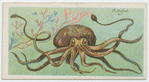 Cuttle-fish (Sepia officinalis).