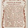 Cuttle-fish (Sepia officinalis).
