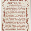 Cuttle-fish (Sepia officinalis).