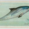 Dolphin (Delphinus delphis).