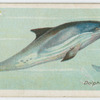 Dolphin (Delphinus delphis).