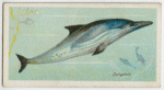 Dolphin (Delphinus delphis).