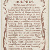Dolphin (Delphinus delphis).