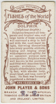Dolphin (Delphinus delphis).