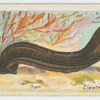 Electric eel (Gymnotus electricus).