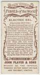 Electric eel (Gymnotus electricus).