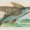 Flying fish (Exocœtus).