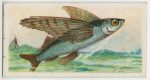 Flying fish (Exocœtus).