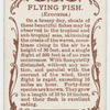Flying fish (Exocœtus).