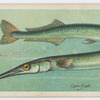 Gar-fish (Belone).