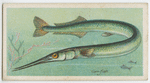 Gar-fish (Belone).