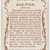Gar-fish (Belone).