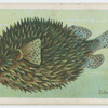 Globe-fish (Diodon maculatus).