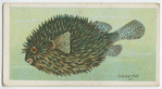 Globe-fish (Diodon maculatus).