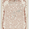 Globe-fish (Diodon maculatus).