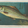 Grayling (Thymallus vulgaris).