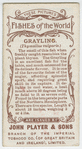 Grayling (Thymallus vulgaris).