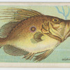 John dory (Zeus faber).