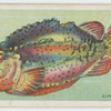 Lump fish (Cyclopterus lumpus).