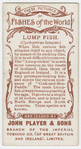 Lump fish (Cyclopterus lumpus).