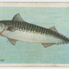 Mackerel (Scomber scomber).