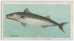 Mackerel (Scomber scomber).