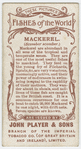 Mackerel (Scomber scomber).