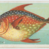 Opah or king-fish (Lampris luna).