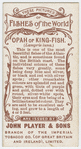 Opah or king-fish (Lampris luna).