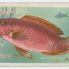Parrot-fish (Scarus).