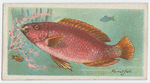 Parrot-fish (Scarus).