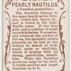 Pearly nautilus (Nautilus pompilius).