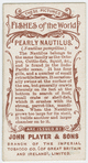 Pearly nautilus (Nautilus pompilius).