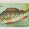 Perch (Perca fluviatilis).