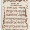 Perch (Perca fluviatilis).