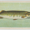 Pike (Esox lucius).