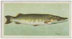 Pike (Esox lucius).