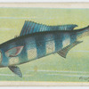 Pilot-fish (Naucrates ductor).