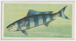 Pilot-fish (Naucrates ductor).