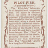 Pilot-fish (Naucrates ductor).