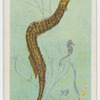 Pipe-fish (Syngnathus acus).