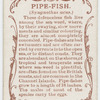 Pipe-fish (Syngnathus acus).