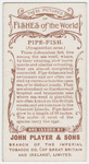 Pipe-fish (Syngnathus acus).